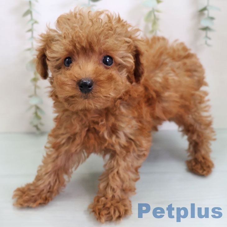 大阪府のトイプードル(トイ) (ペットプラス りんくう泉南店/2025年9月18日生まれ/女の子/レッド)の子犬の2枚目の画像