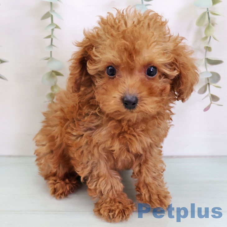 トイ・プードル