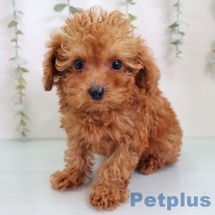 トイ・プードル