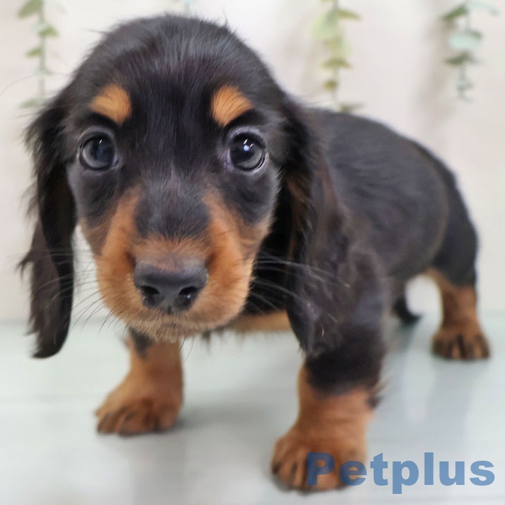 ミニチュア・ダックスフンド