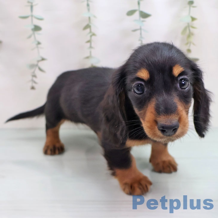 ミニチュア・ダックスフンドの写真2