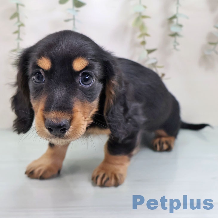 京都府のミニチュアダックスフンド(ロング) (ペットプラス 醍醐店/2025年9月30日生まれ/男の子/ブラックタン)の子犬の1枚目の画像