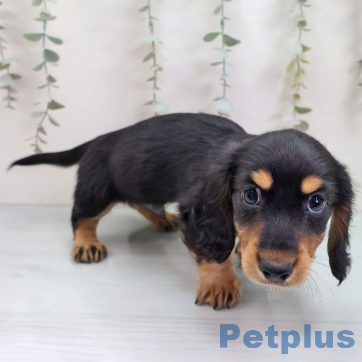 京都府のミニチュアダックスフンド(ロング) (ペットプラス 醍醐店/2025年9月30日生まれ/男の子/ブラックタン)の子犬の2枚目の画像