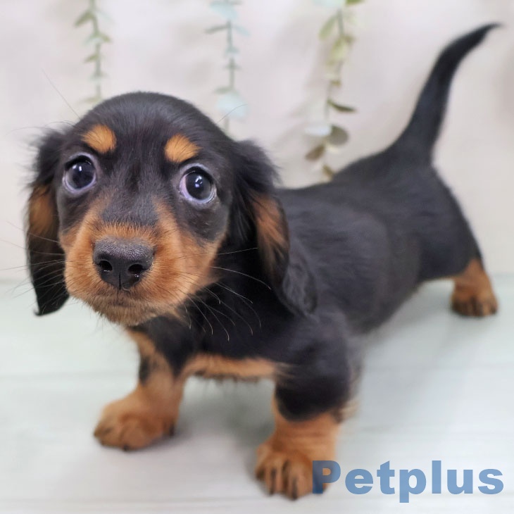 ミニチュア・ダックスフンド