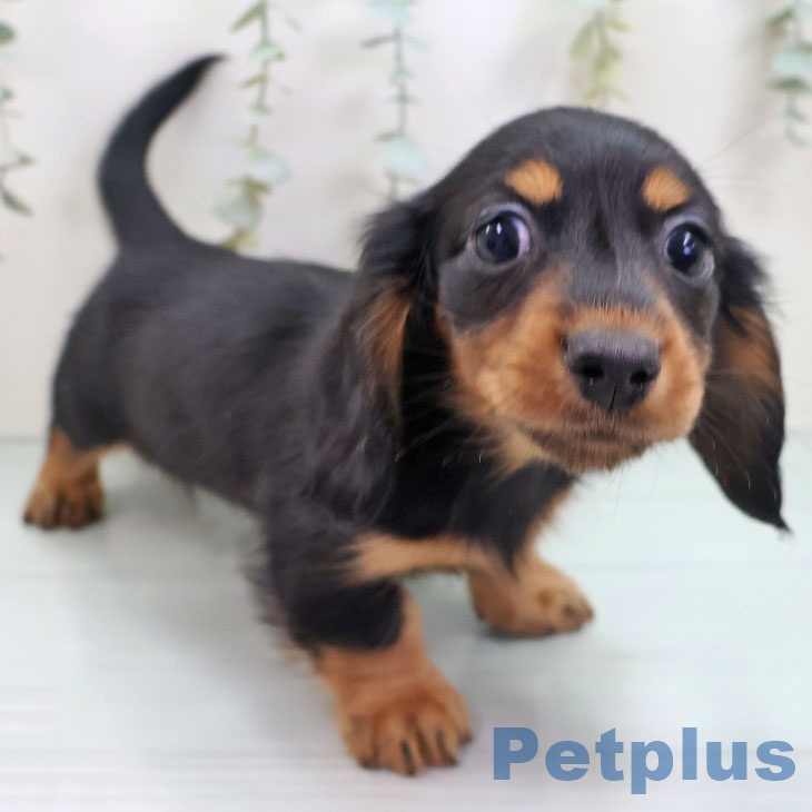 ミニチュア・ダックスフンド
