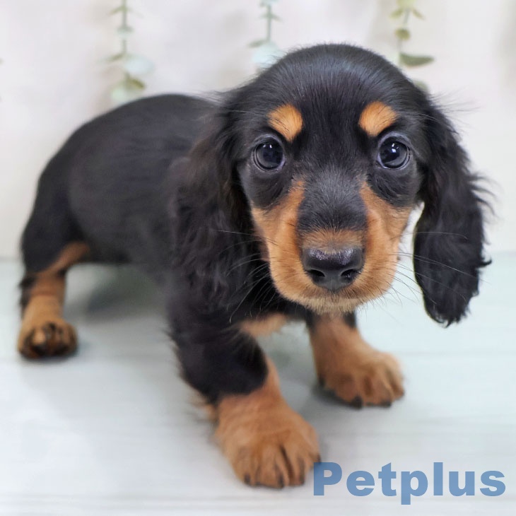 ミニチュア・ダックスフンド