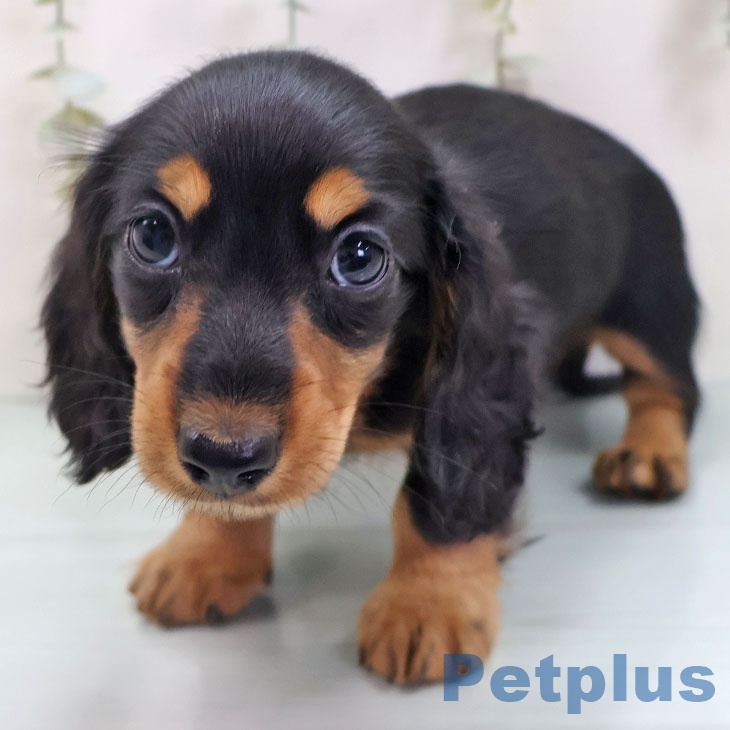 ミニチュア・ダックスフンド