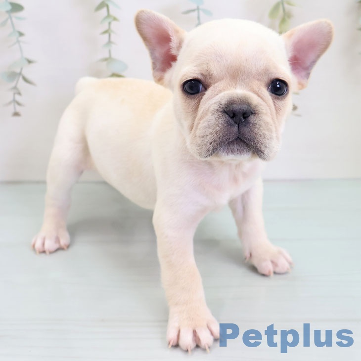 フレンチ・ブルドッグ