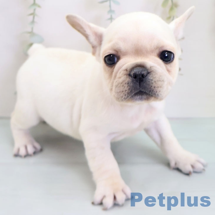 フレンチ・ブルドッグ