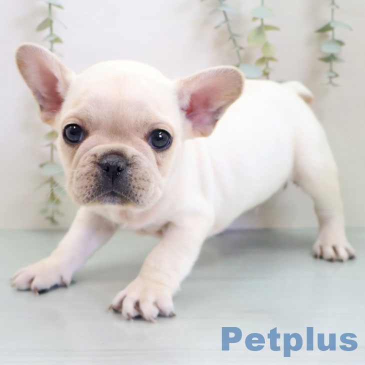 フレンチ・ブルドッグ