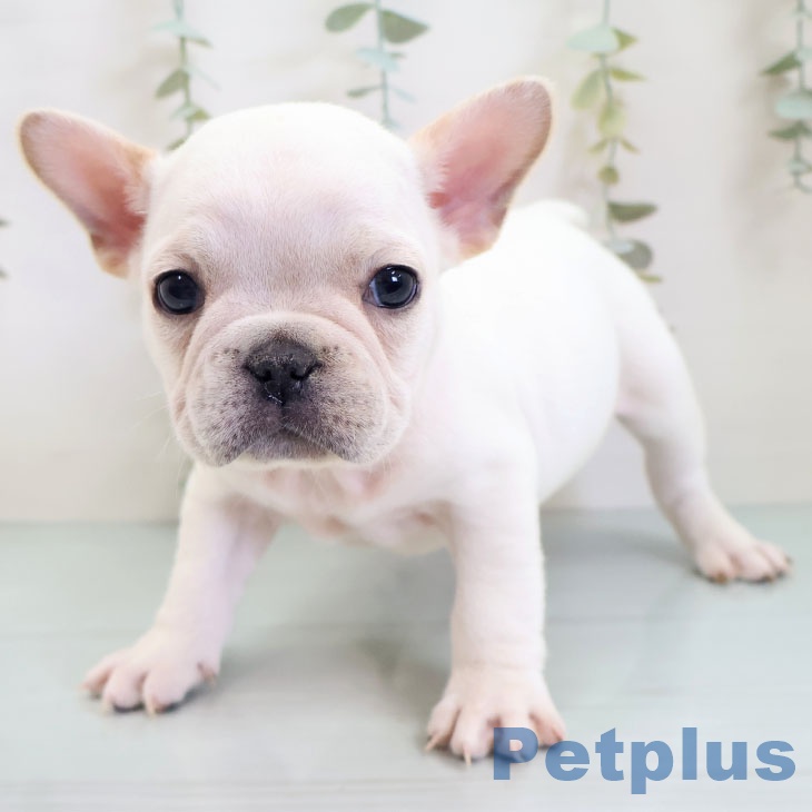 フレンチ・ブルドッグ