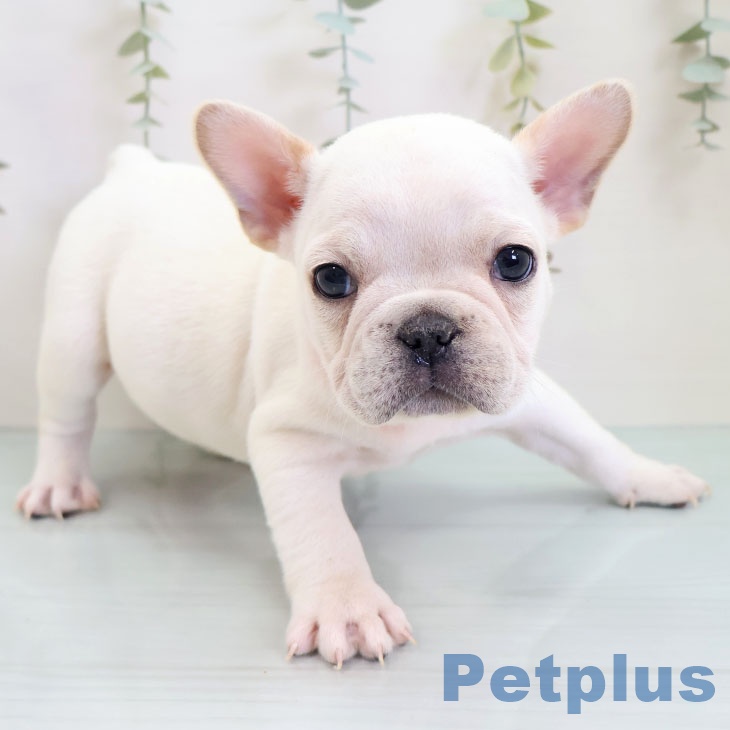 フレンチ・ブルドッグ