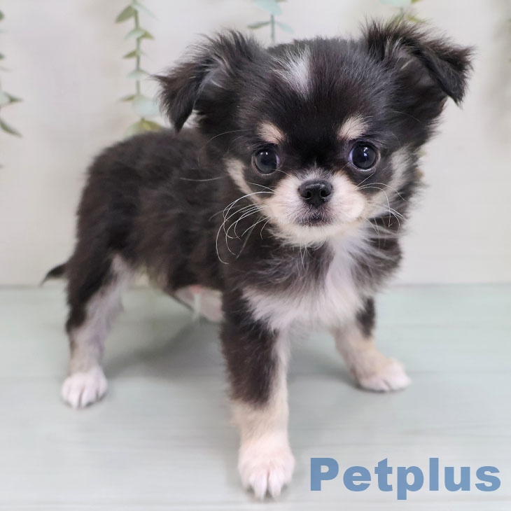 山梨県のチワワ(ロング) (ペットプラス 甲府昭和店/2025年9月27日生まれ/男の子/ブラックタンホワイト)の子犬の1枚目の画像