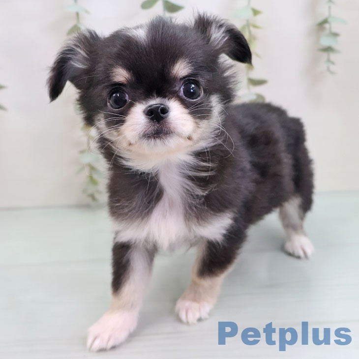 山梨県のチワワ(ロング) (ペットプラス 甲府昭和店/2025年9月27日生まれ/男の子/ブラックタンホワイト)の子犬の2枚目の画像