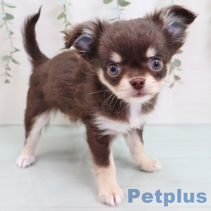埼玉県のチワワ(ロング) (ペットプラス ピオニウォーク東松山店/2025年9月27日生まれ/男の子/チョコレートタンホワイト)の子犬の1枚目の画像