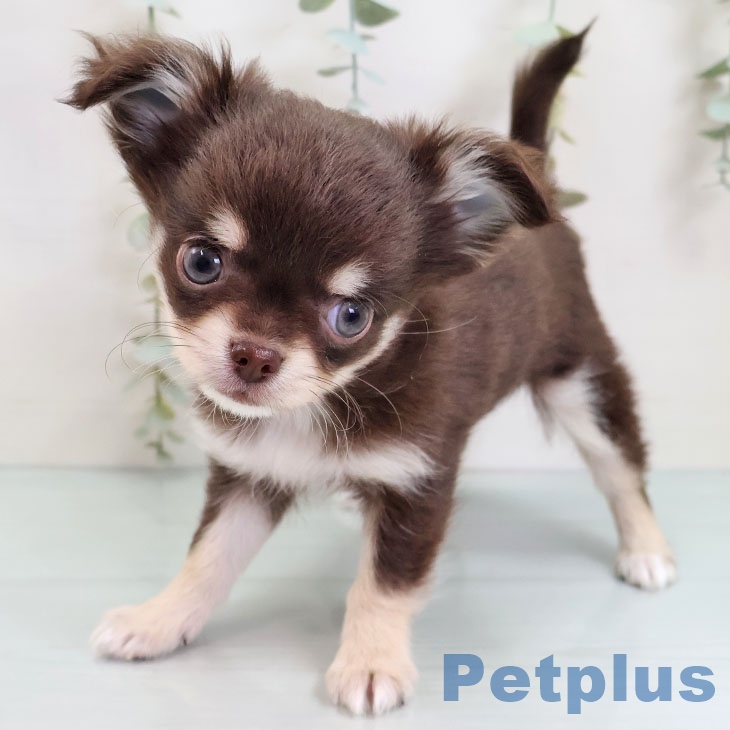 埼玉県のチワワ(ロング) (ペットプラス ピオニウォーク東松山店/2025年9月27日生まれ/男の子/チョコレートタンホワイト)の子犬の2枚目の画像