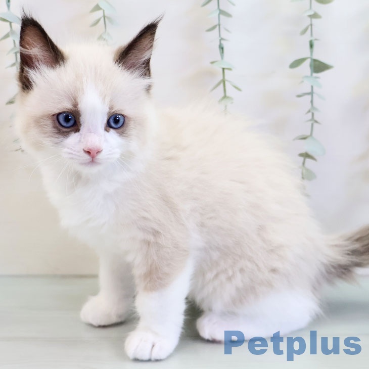 ラグドールの写真2