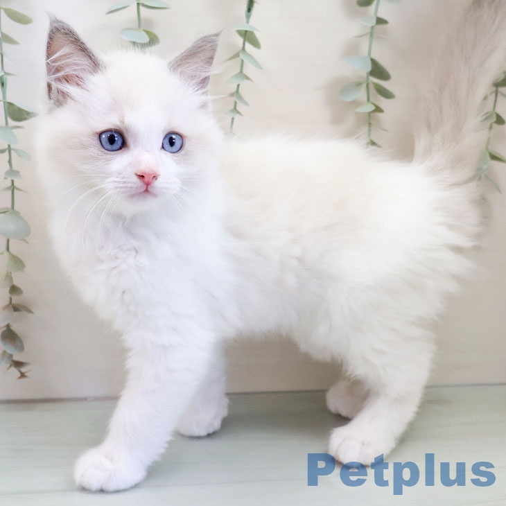 ラグドールの写真2