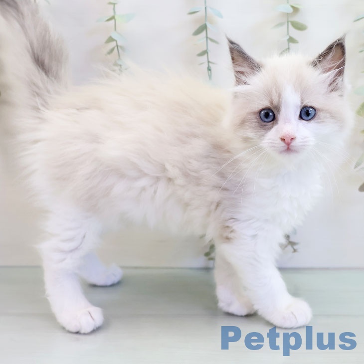 福岡県のラグドール (ペットプラス ららぽーと福岡店/2025年9月27日生まれ/女の子/ブルーポイントバイカラー)の子猫の1枚目の画像