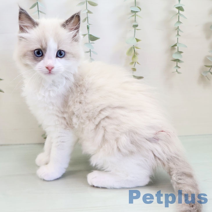 福岡県のラグドール (ペットプラス ららぽーと福岡店/2025年9月27日生まれ/女の子/ブルーポイントバイカラー)の子猫の2枚目の画像