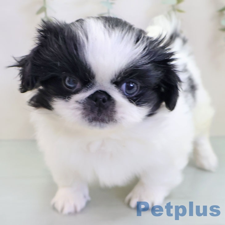 ペキニーズの写真2