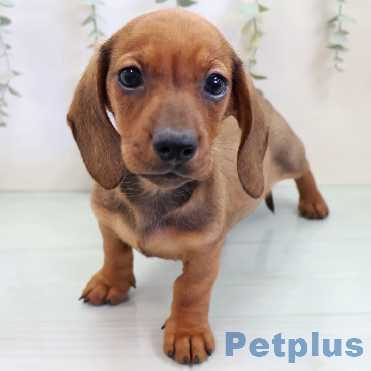 千葉県のミニチュアダックスフンド(ロング) (ペットプラス 柏店/2025年10月2日生まれ/男の子/レッド)の子犬の1枚目の画像