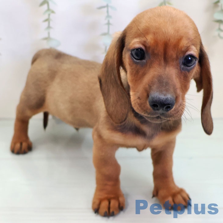 千葉県のミニチュアダックスフンド(ロング) (ペットプラス 柏店/2025年10月2日生まれ/男の子/レッド)の子犬の2枚目の画像