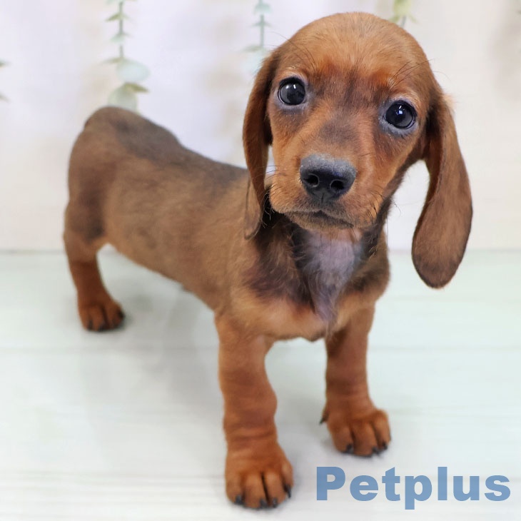 埼玉県のミニチュアダックスフンド(ロング) (ペッツワン 新座店/2025年10月2日生まれ/女の子/レッド)の子犬の1枚目の画像