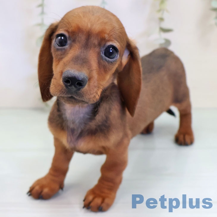 埼玉県のミニチュアダックスフンド(ロング) (ペッツワン 新座店/2025年10月2日生まれ/女の子/レッド)の子犬の2枚目の画像
