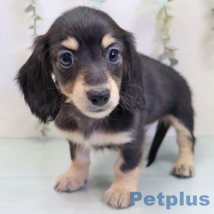 埼玉県のカニンヘンダックスフンド(ロング) (ペットプラス ららぽーと富士見店/2025年10月2日生まれ/男の子/ブラックタン)の子犬の1枚目の画像