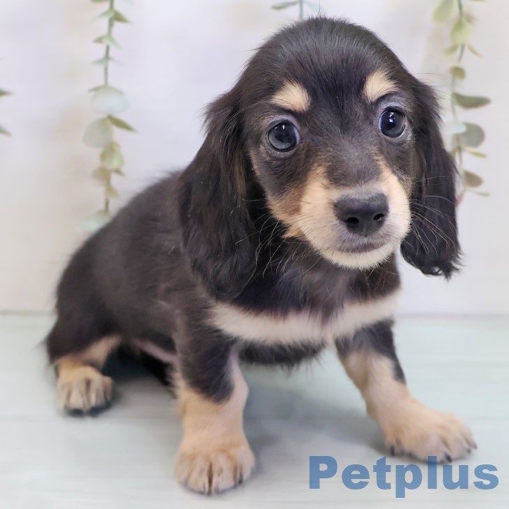 埼玉県のカニンヘンダックスフンド(ロング) (ペットプラス ららぽーと富士見店/2025年10月2日生まれ/男の子/ブラックタン)の子犬の2枚目の画像