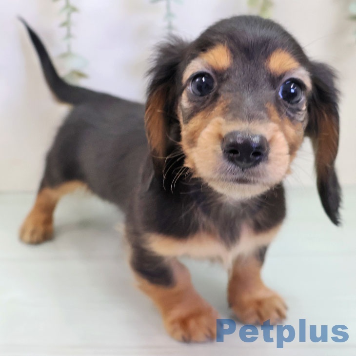 埼玉県のカニンヘンダックスフンド(ロング) (ペットプラス クレアモール川越店/2025年10月2日生まれ/男の子/ブラックタン)の子犬