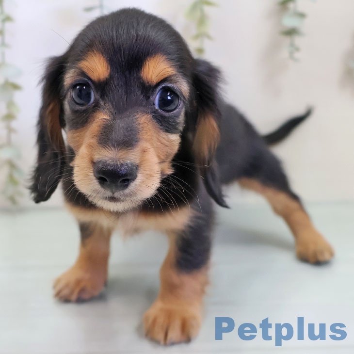 カニーンヘン・ダックスフンド