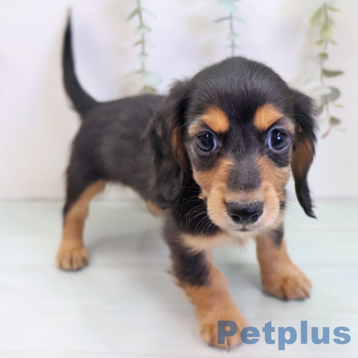 カニーンヘン・ダックスフンド