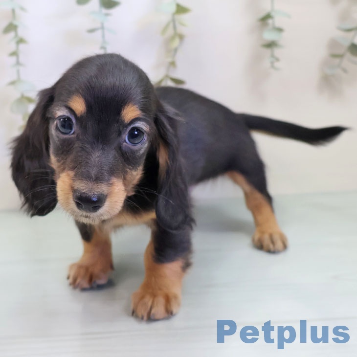 カニーンヘン・ダックスフンド