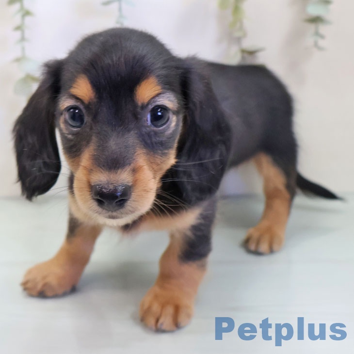 埼玉県のカニンヘンダックスフンド(ロング) (ペットプラス 羽生店/2025年10月2日生まれ/女の子/ブラックタン)の子犬の1枚目の画像