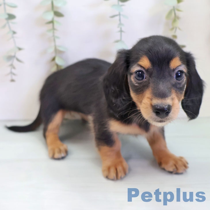 埼玉県のカニンヘンダックスフンド(ロング) (ペットプラス 羽生店/2025年10月2日生まれ/女の子/ブラックタン)の子犬の2枚目の画像