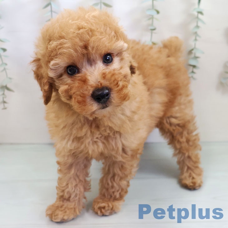福岡県のトイプードル(トイ) (ペットプラス 小倉南店/2025年10月2日生まれ/男の子/アプリコット)の子犬の1枚目の画像