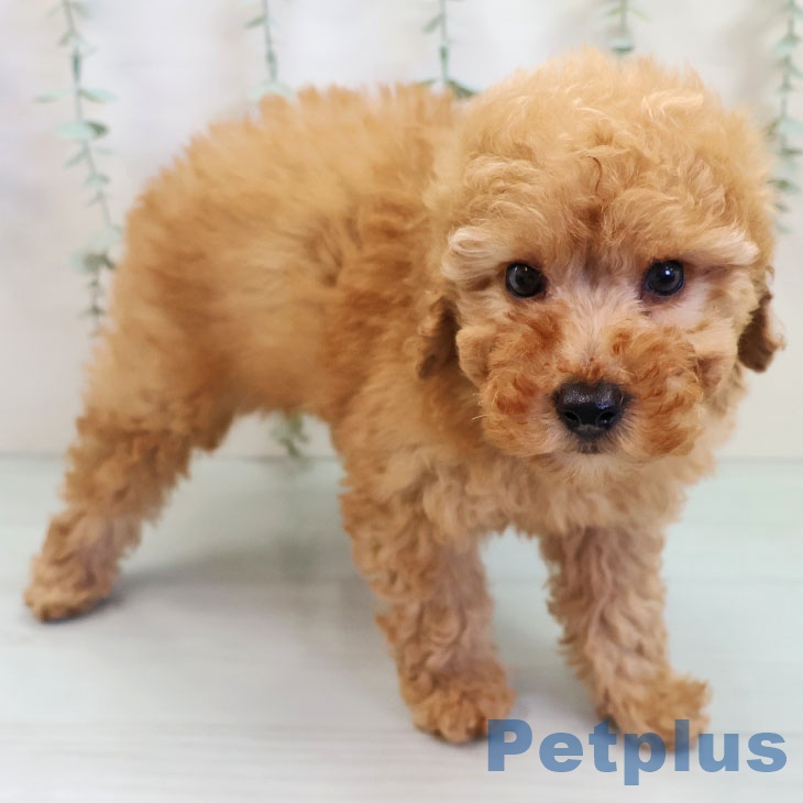 福岡県のトイプードル(トイ) (ペットプラス 小倉南店/2025年10月2日生まれ/男の子/アプリコット)の子犬の2枚目の画像