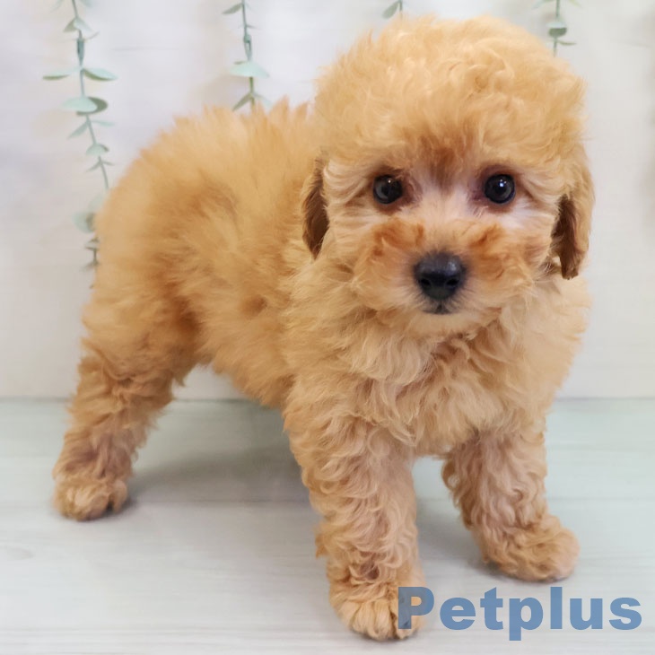 福岡県のトイプードル(トイ) (ペットプラス 黒崎店/2025年10月2日生まれ/女の子/アプリコット)の子犬の1枚目の画像