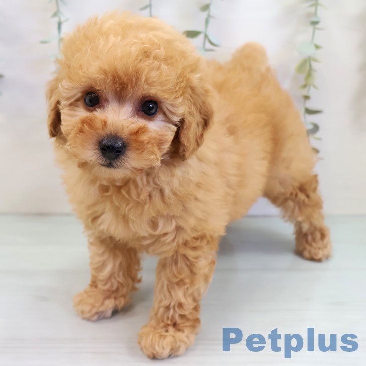 福岡県のトイプードル(トイ) (ペットプラス 黒崎店/2025年10月2日生まれ/女の子/アプリコット)の子犬の2枚目の画像