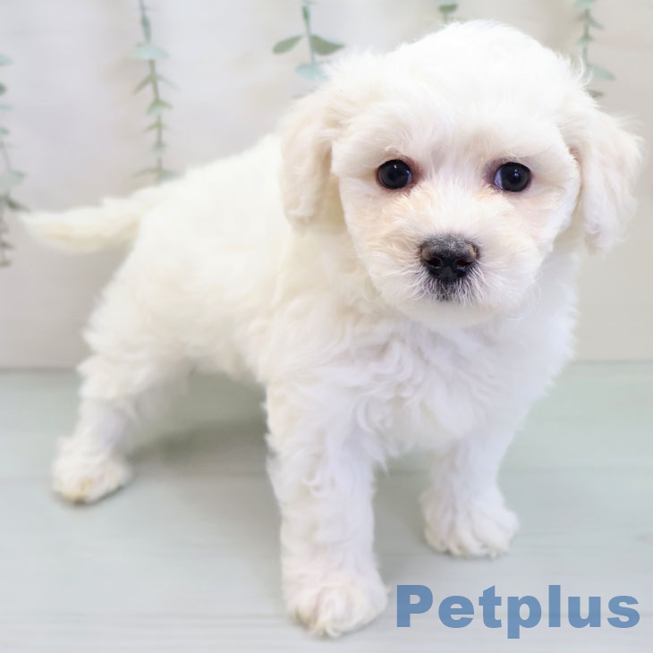 福岡県のビションフリーゼ (ペットプラス 福岡店/2025年9月30日生まれ/男の子/ホワイト)の子犬