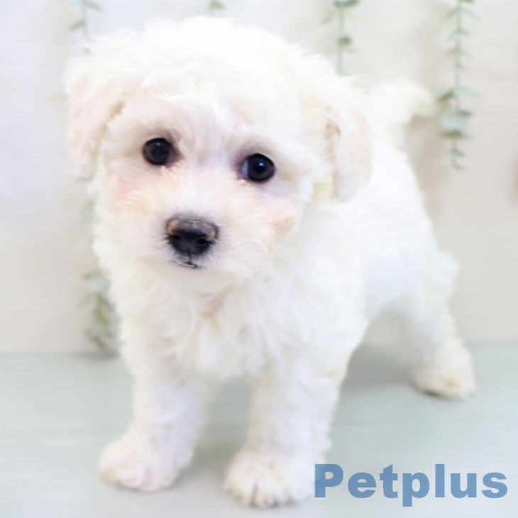 ビション・フリーゼ