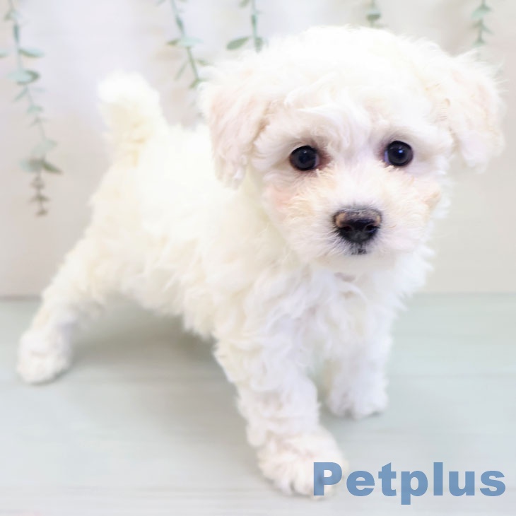 ビション・フリーゼの写真2