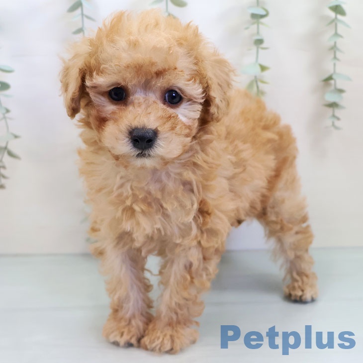 沖縄県のトイプードル(トイ) (ペットプラス 南風原店/2025年10月2日生まれ/男の子/アプリコット)の子犬の1枚目の画像