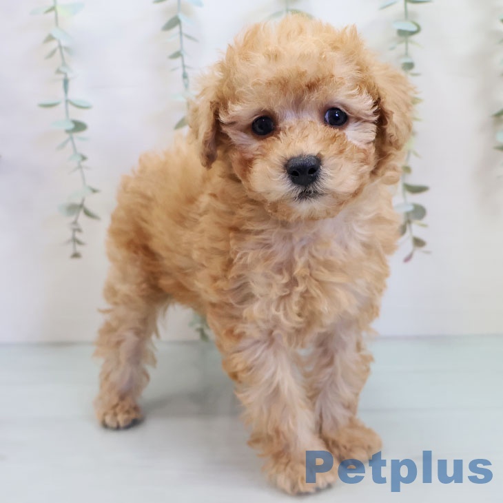 沖縄県のトイプードル(トイ) (ペットプラス 南風原店/2025年10月2日生まれ/男の子/アプリコット)の子犬の2枚目の画像