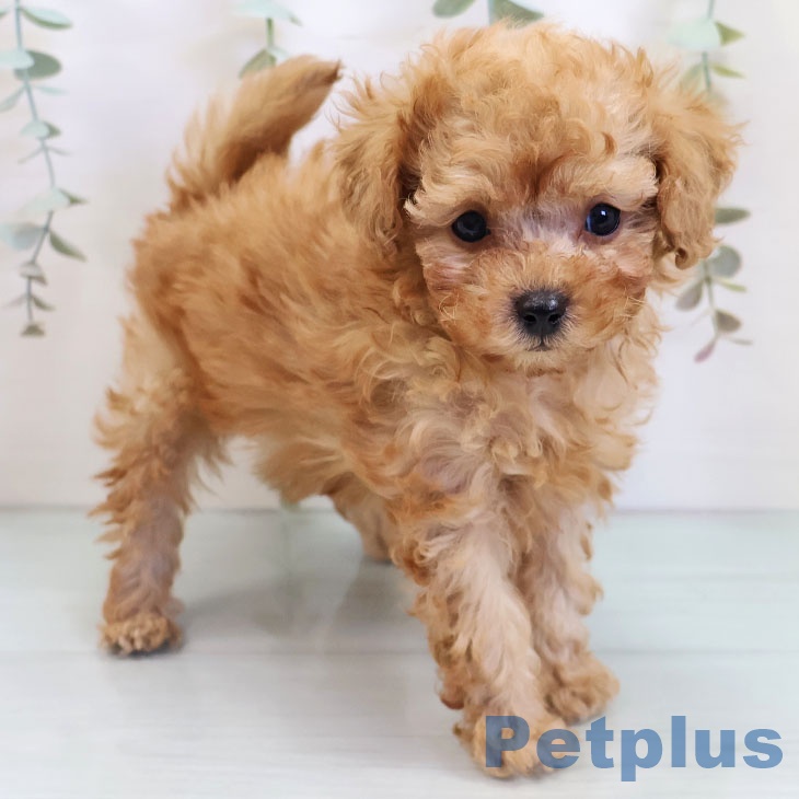 トイ・プードル