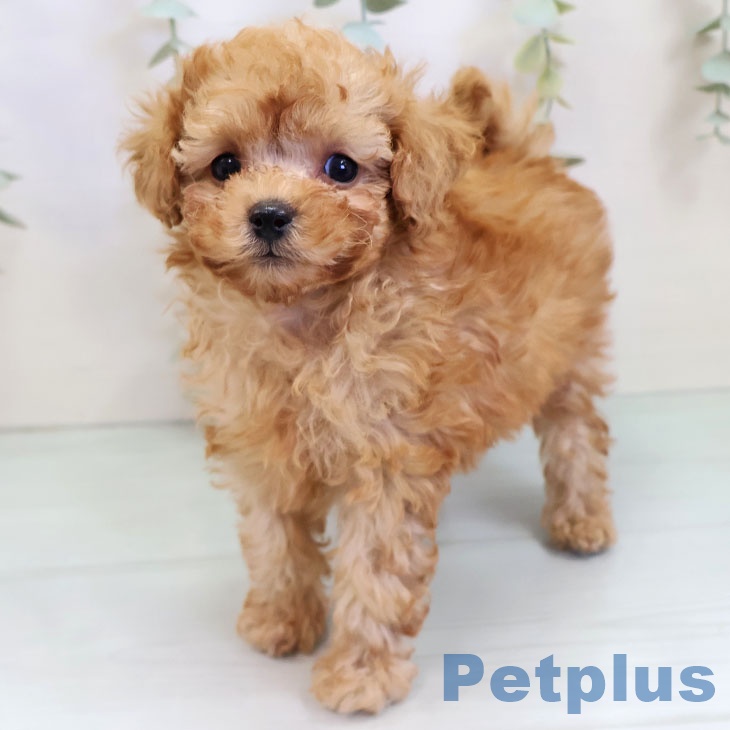 トイ・プードルの写真2