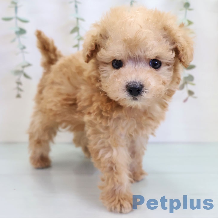 福岡県のトイプードル(トイ) (ペットプラス ららぽーと福岡店/2025年10月2日生まれ/男の子/アプリコット)の子犬の1枚目の画像