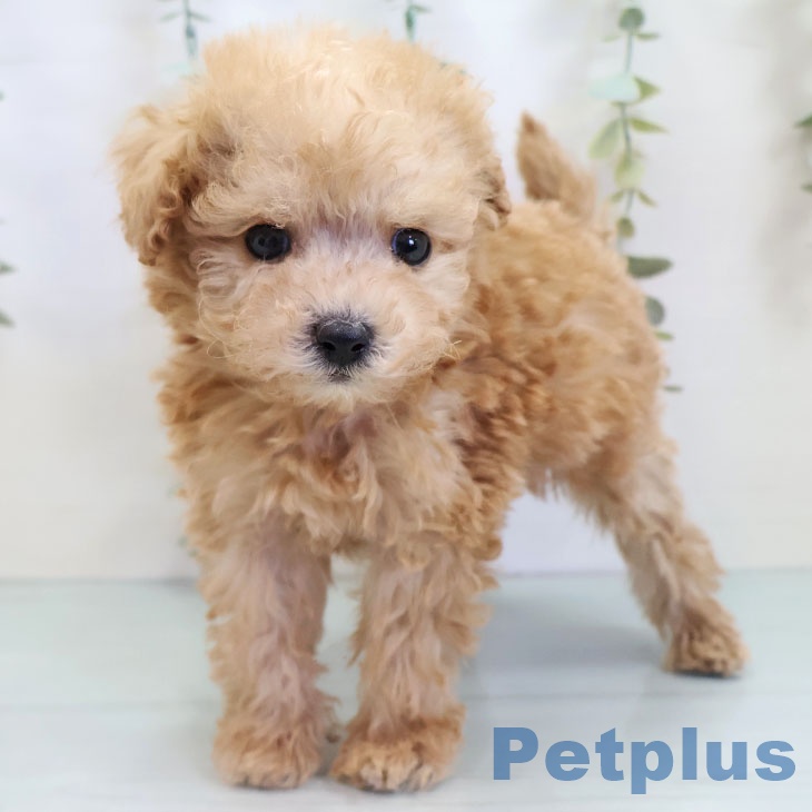 福岡県のトイプードル(トイ) (ペットプラス ららぽーと福岡店/2025年10月2日生まれ/男の子/アプリコット)の子犬の2枚目の画像